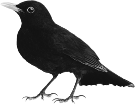 Image d'un oiseau noir